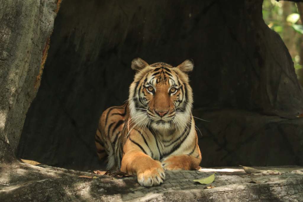 Phnom Tamao tiger