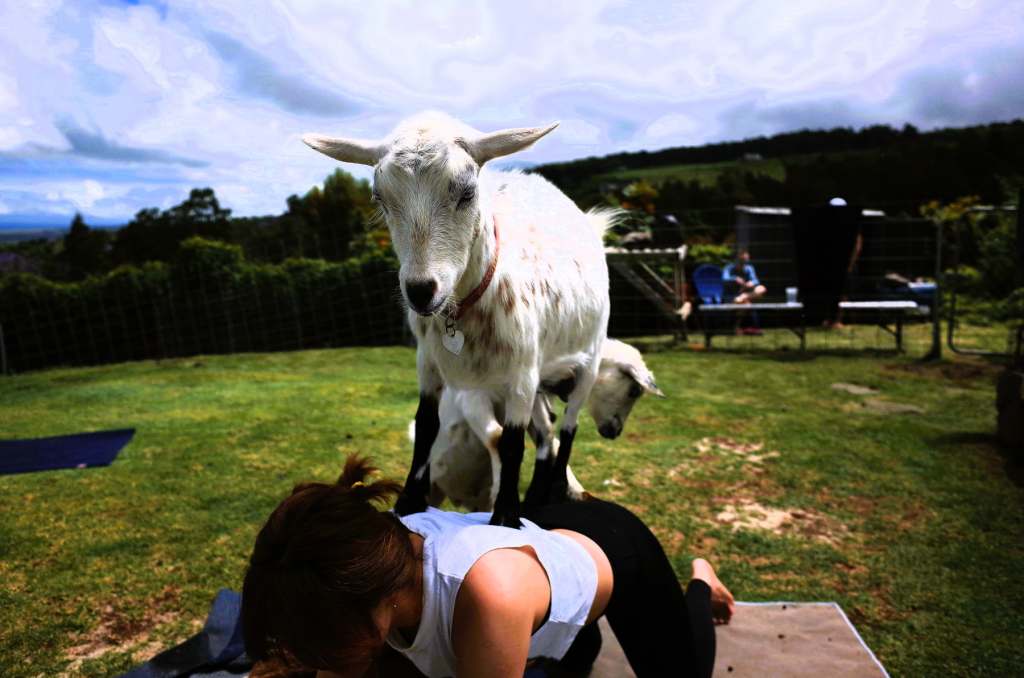 Goat Yoga