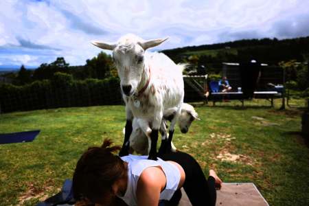 Is Goat Yoga a Playful Path to Wellness for the Over 40s?